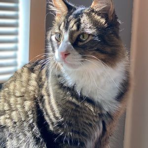 Meet your Posher, Ally